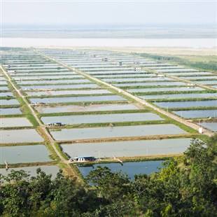 魚(yú)塘魚(yú)池